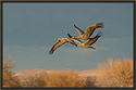 Sandhill Cranes 5760